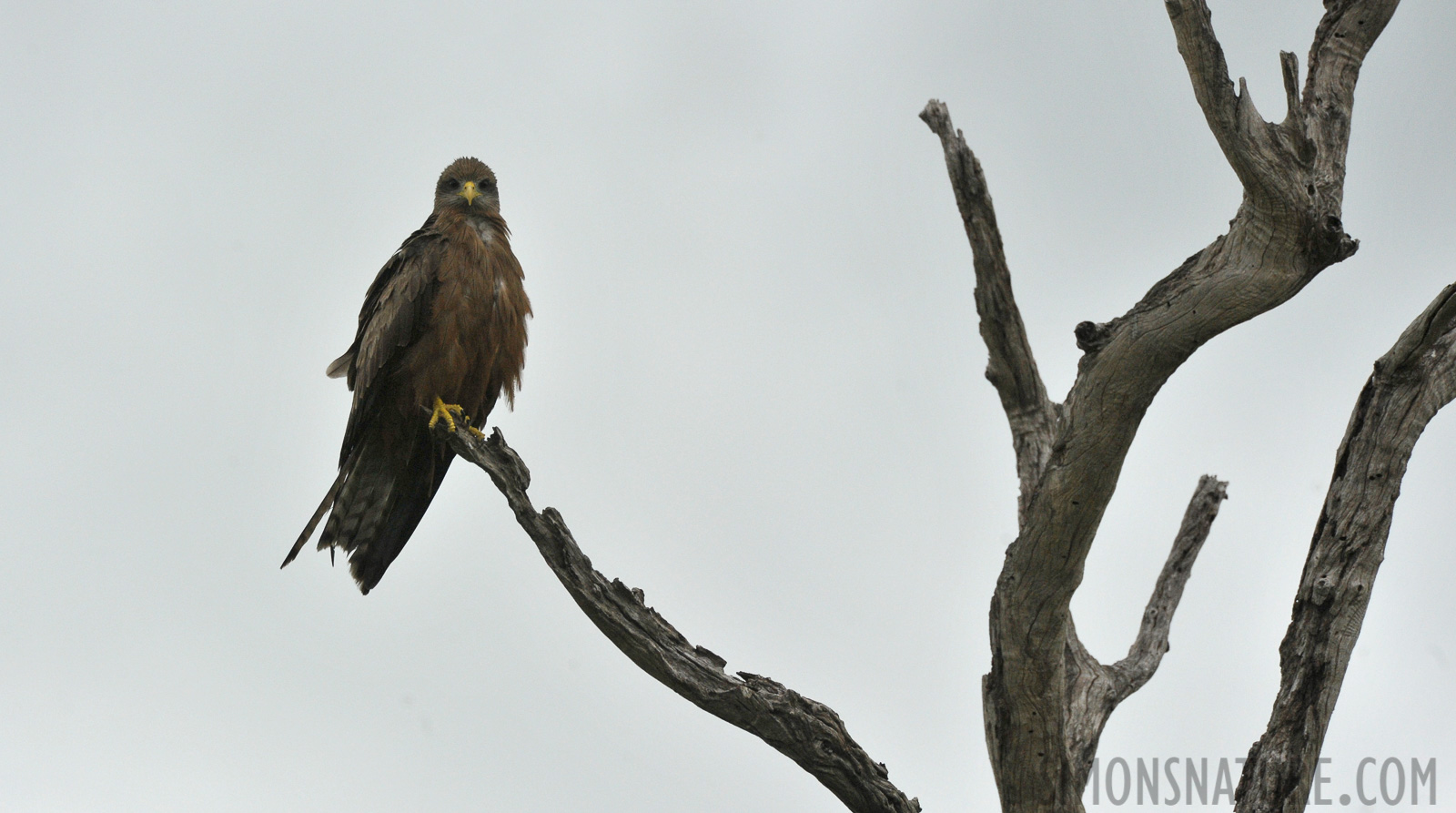 Milvus aegyptius parasitus [550 mm, 1/1600 sec at f / 9.0, ISO 1600]